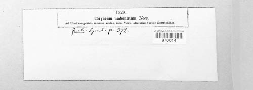 Coryneum umbonatum image